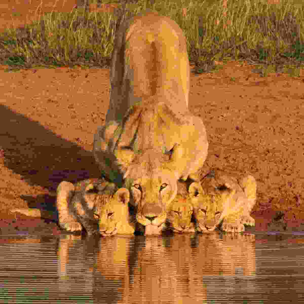 Wildlife Photography